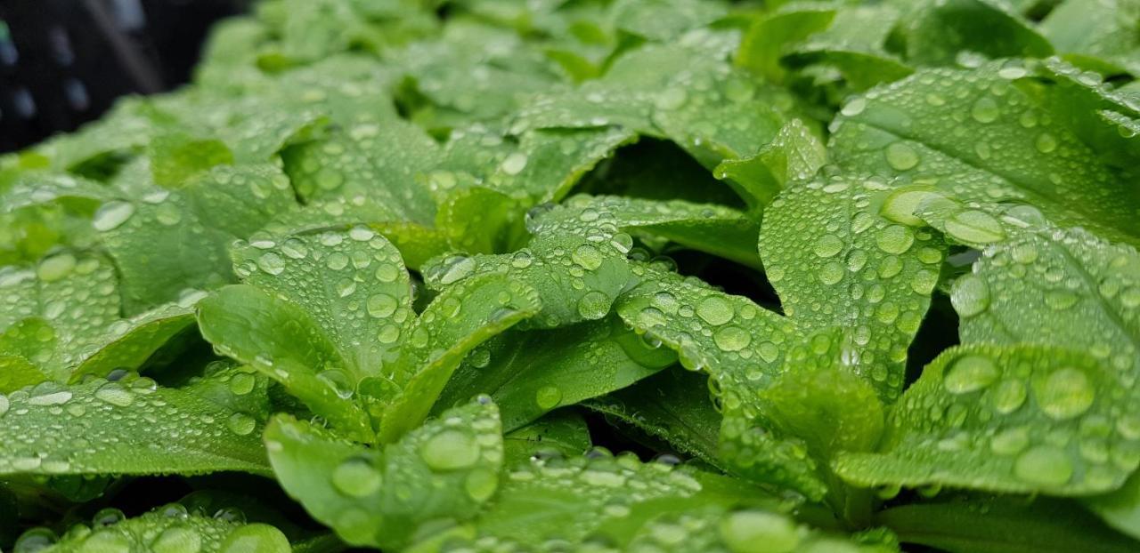 Coeur Vert Oekologisch Mit Viel Ambiente Fuer Seelen-Wellness Роншан Экстерьер фото